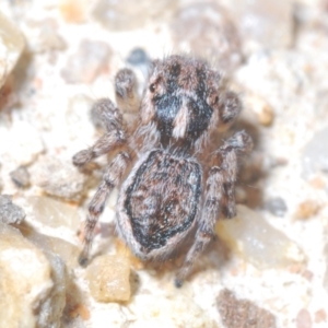 Maratus plumosus at Tennent, ACT - 9 Oct 2021