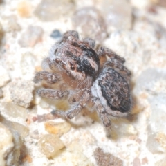 Maratus plumosus at Tennent, ACT - 9 Oct 2021 03:30 PM