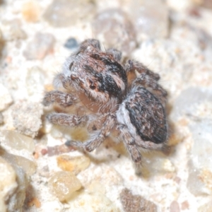 Maratus plumosus at Tennent, ACT - 9 Oct 2021