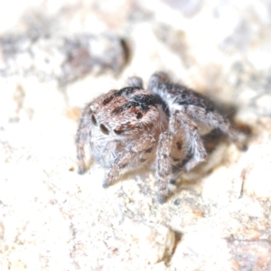 Maratus plumosus at Tennent, ACT - 9 Oct 2021 03:30 PM