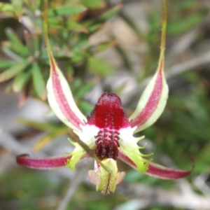 Caladenia parva at Tennent, ACT - suppressed