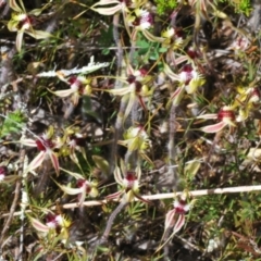 Caladenia parva at Tennent, ACT - suppressed