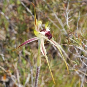 Caladenia parva at Tennent, ACT - suppressed