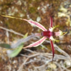 Caladenia parva at Tennent, ACT - suppressed