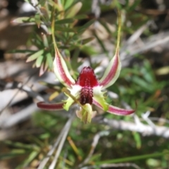 Caladenia parva at Tennent, ACT - suppressed