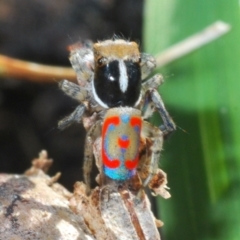 Maratus pavonis (Dunn's peacock spider) at Paddys River, ACT - 9 Oct 2021 by Harrisi