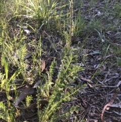 Acaena sp. (A Sheep's Burr) at Belconnen, ACT - 9 Oct 2021 by Dora