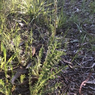 Acaena sp. (A Sheep's Burr) at Flea Bog Flat to Emu Creek Corridor - 9 Oct 2021 by Dora