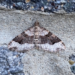 Epyaxa sodaliata at Pialligo, ACT - 10 Oct 2021 06:31 AM