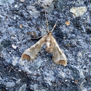 Sceliodes cordalis at Pialligo, ACT - 10 Oct 2021 06:32 AM