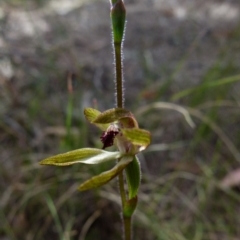 Caladenia transitoria (Green Caps) at Borough, NSW - 9 Oct 2021 by Paul4K