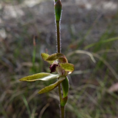 Caladenia transitoria at Borough, NSW - 8 Oct 2021 by Paul4K