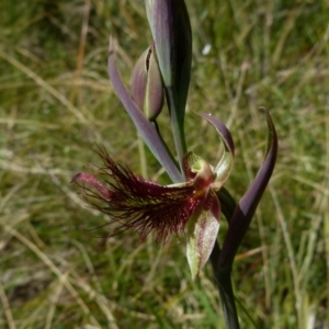 Calochilus paludosus at Boro, NSW - 9 Oct 2021