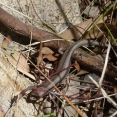 Lampropholis guichenoti at Boro, NSW - 9 Oct 2021