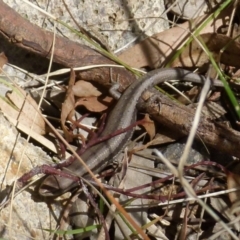 Lampropholis guichenoti at Boro, NSW - 9 Oct 2021