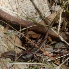 Lampropholis guichenoti at Boro, NSW - 9 Oct 2021