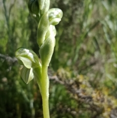 Hymenochilus sp. (A Greenhood Orchid) at Majura, ACT - 6 Oct 2021 by Lou