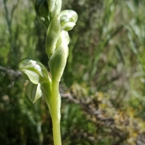 Hymenochilus sp. at Majura, ACT - 6 Oct 2021