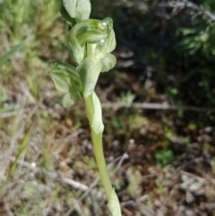 Hymenochilus sp. at Majura, ACT - 6 Oct 2021