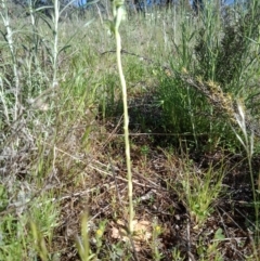 Hymenochilus sp. at Majura, ACT - 6 Oct 2021