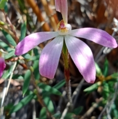 Caladenia carnea (Pink Fingers) at Black Mountain - 8 Oct 2021 by Lou