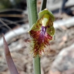 Calochilus montanus (Copper Beard Orchid) at Black Mountain - 8 Oct 2021 by Lou