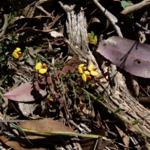 Bossiaea buxifolia at Boro, NSW - 9 Oct 2021