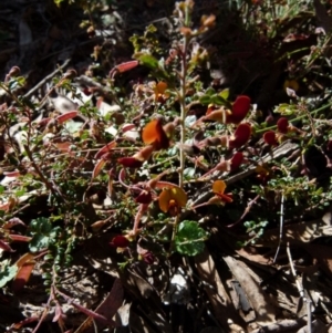 Bossiaea buxifolia at Boro, NSW - 9 Oct 2021