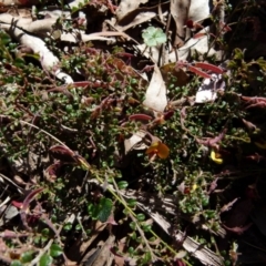 Bossiaea buxifolia at Boro, NSW - 9 Oct 2021