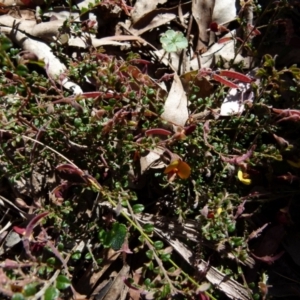 Bossiaea buxifolia at Boro, NSW - 9 Oct 2021