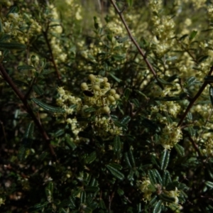 Pomaderris angustifolia at Mayfield, NSW - 9 Oct 2021