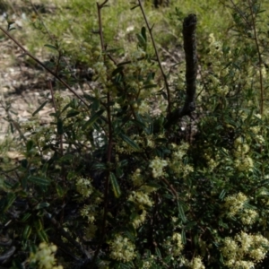 Pomaderris angustifolia at Mayfield, NSW - 9 Oct 2021