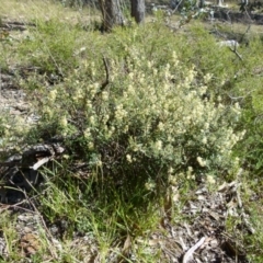 Pomaderris angustifolia at Mayfield, NSW - 9 Oct 2021