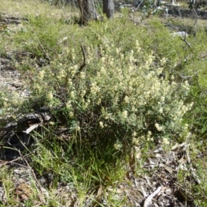 Pomaderris angustifolia at Mayfield, NSW - suppressed