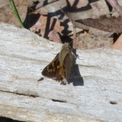 Trapezites phigalia (Heath Ochre) at QPRC LGA - 9 Oct 2021 by Paul4K