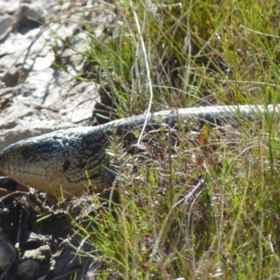 Tiliqua nigrolutea (Blotched Blue-tongue) at Boro - 9 Oct 2021 by Paul4K