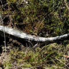 Tiliqua nigrolutea at Boro, NSW - 9 Oct 2021