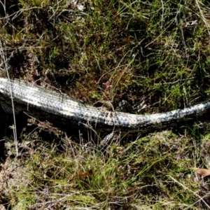 Tiliqua nigrolutea at Boro, NSW - suppressed