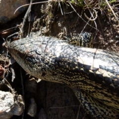 Tiliqua nigrolutea at Boro, NSW - suppressed