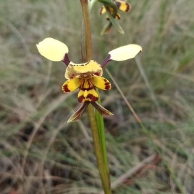 Diuris pardina (Leopard Doubletail) at Mount Majura - 20 Sep 2021 by Lou