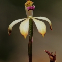 Caladenia testacea (Honey Caladenia) at Woodlands - 9 Oct 2021 by Snowflake