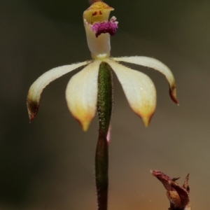 Caladenia testacea at Woodlands, NSW - suppressed