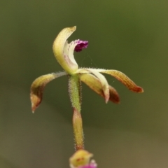 Caladenia testacea at Woodlands, NSW - suppressed