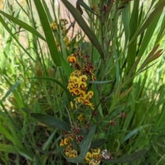 Daviesia mimosoides (Bitter Pea) at Watson, ACT - 9 Oct 2021 by cspeckeradmin