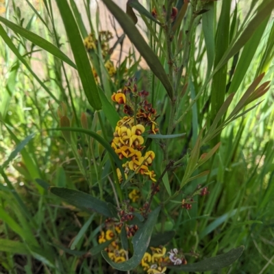 Daviesia mimosoides (Bitter Pea) at Watson, ACT - 9 Oct 2021 by cspeckeradmin