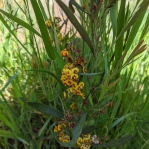 Daviesia mimosoides at Watson, ACT - 9 Oct 2021