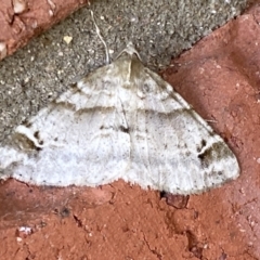 Syneora hemeropa (Ring-tipped Bark Moth) at Macarthur, ACT - 10 Oct 2021 by RAllen