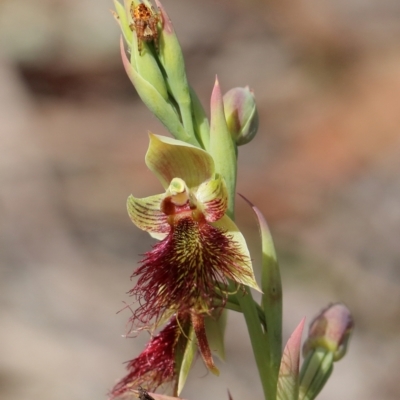 Calochilus paludosus (Strap Beard Orchid) at East Kangaloon - 9 Oct 2021 by Snowflake