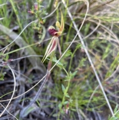 Caladenia actensis (Canberra Spider Orchid) at Mount Majura - 9 Oct 2021 by KathyandJohn