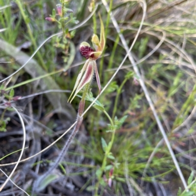 Caladenia actensis (Canberra Spider Orchid) at Mount Majura - 9 Oct 2021 by KathyandJohn